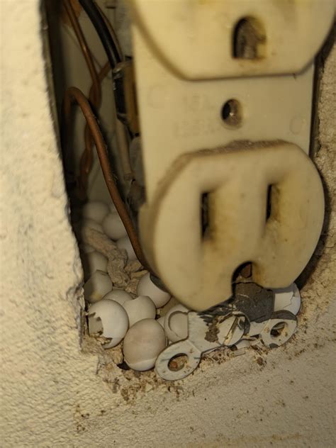 electrical box lizards|Lizard eggs (I hope) nestled in an outlet box : r.